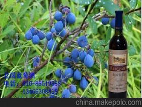 人生酒供應商,價格,人生酒批發市場 